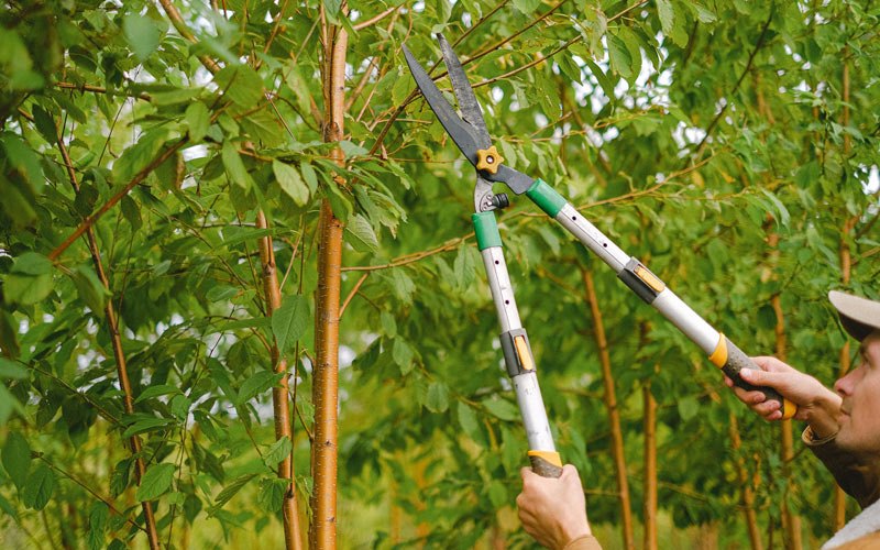 Tree trimming in Balsam Grove, NC