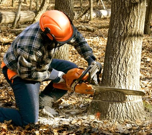 Tree Removal in Balsam Grove, NC
